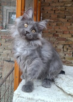 Maine coon,  mainska myvalia s PP - 15