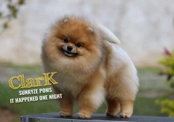 Pomeranian - luxusní štěňátka - 15