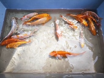 KOI kapr cca 50cm - 15