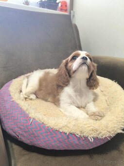 Kavalir,cavalir king charles spaniel - 15