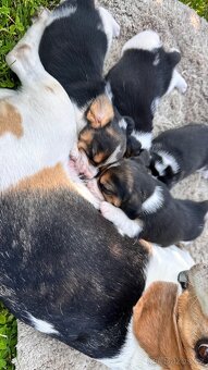 Štěně bígla Praha / bigl, bígl, beagle štěňata - 15