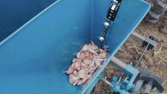 6řadý secí stroj na cibuli a česnek pro malý traktor - 15