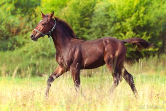 ČT hřebeček 2025 - Možnost splátek - 15
