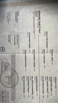 Quarter horse 2,5 roku . - 15