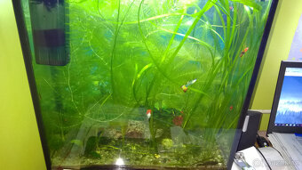 Akvarijní rostliny, akvarijní rybičky - Vsetín - 15