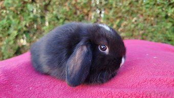 Zakrslý beránek, králíček, králík - DAN - 15