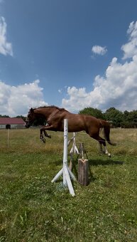 ČT kobyla 2012 - 15