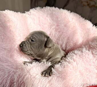 Stafordšírský bulteriér - 15