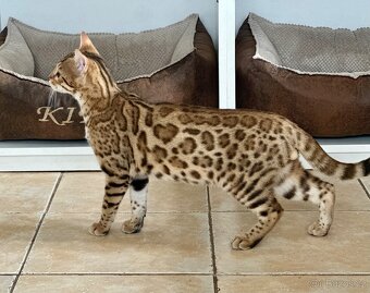 Bengálský kocourek / kotě s PP - 15