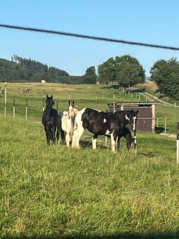 6 letá Barock Pinto - 15