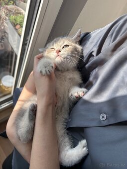 Skotská koťata - 15