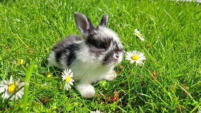 Zakrslý králík, zakrslý králíček beránek - 15