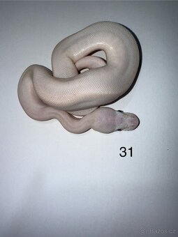 Krajta královská - 15