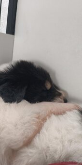 Šteniatko tornjaka s PP - 15