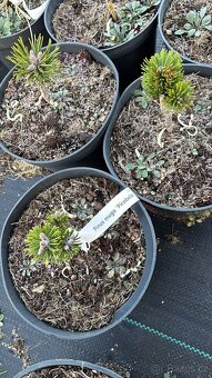 Borovice c2 doprava - 15