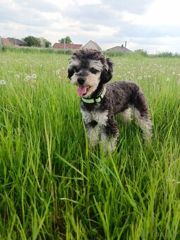 Hlídání psů - 15