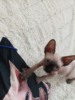 Kanadský sphynx - 15