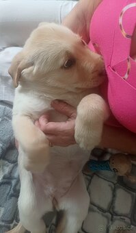 Štěňátka Labradora - 15