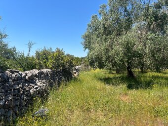 Prodám pozemek 9000m2 7km od moře na jihu Itálie - 15
