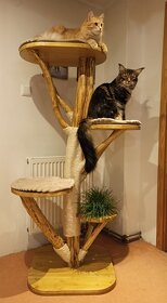 kočka/koťata/kočičí strom/škrabadlo/prolézačka/boudička - 15