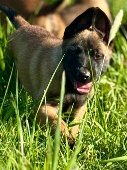 BELGICKÝ OVČÁK MALINOIS - 15