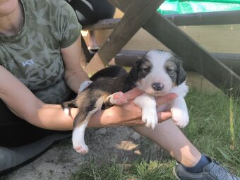 Border kolie - 15