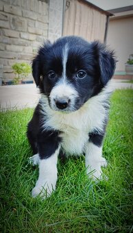 Border kolie - 15