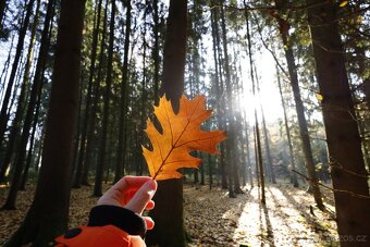 Canon RF 16 mm F2.8 STM - 15