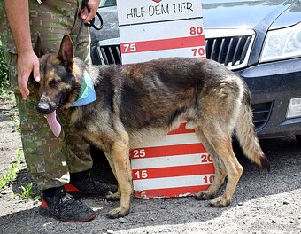 RENE K ADOPCI - 3 ROKY,KAMARÁDSKÝ,ZVĚDAVÝ,HRAVÝ - - 15