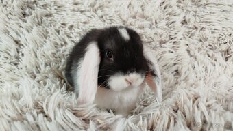 Zakrslý beránek, králíček, králík - ELIŠKA - 15