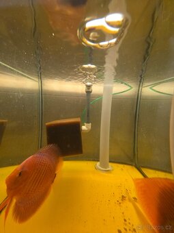 Akvarijní stojan 10x 110l - nabídněte - 15