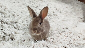 Zakrslý králík, králíček -(REX)-DAMIAN - 15