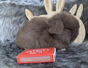 ❤️❤️Krásná Minilop Kralicek veranek miminka - 15