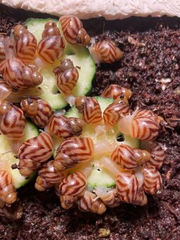 Oblovka síťkovaná (Lissachatina reticulata) 🐌 - 15