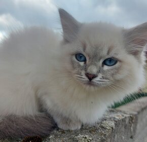 Maciatka ragdoll na odber - 15