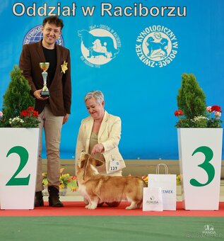 Welsh Corgi Pembroke - 15