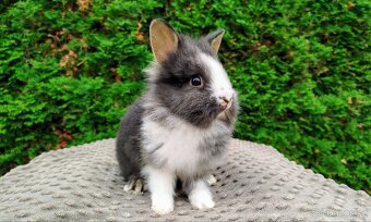 Zakrslý králík, králíček-(lvíček)-TIMMY - 15