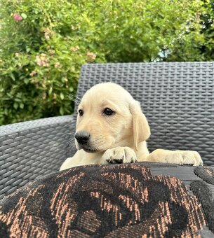 štěňata labrador a Bílá Fenka – připravena k odběru - 15