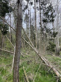 Prodám lesní pozemky v k.ú. Hradiště u Domažlic - 15