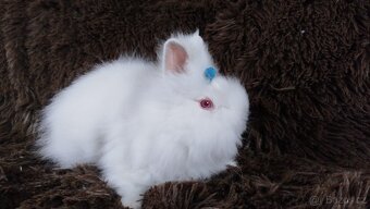 Zakrslý králík, králíček -(TEDDY)-HERBERT - 15