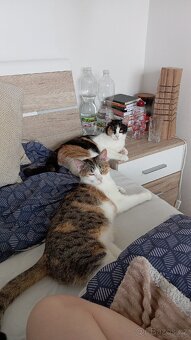 Dvě kastrované kočičky, ségry. - 15