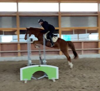 Líbivá charakterní pony klisna - 15