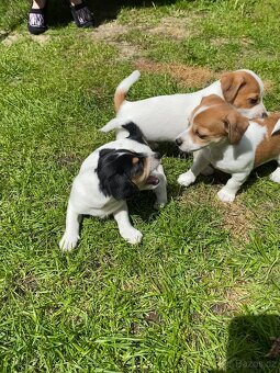 Jack Russell - 15