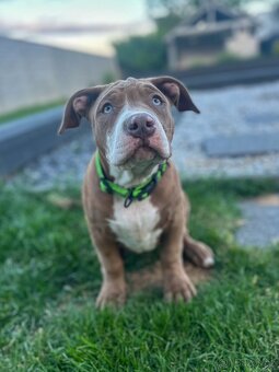 American Bully šteniatka s pp na predaj - 15