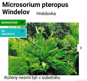 Akvarijní rostlinky a krevetky Red Cherry - 15