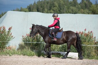 Fellský pony -  klisna ježděná dětmi - 15
