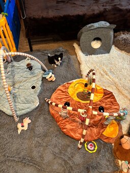 Chlapeček čivava  s PP FCI - ihned k odběru - 15