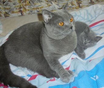 Britská koťata - 15