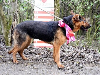 FIBI K ADOPCI - HODNÉ ZLATÍČKO, ZASLOUŽÍ SI MILUJÍCÍ RODINU - 15
