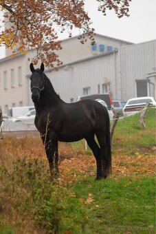 STAROKLADRUBSKÝ VRANÍK - 15